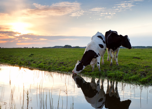 koe drinkt water uit de sloot